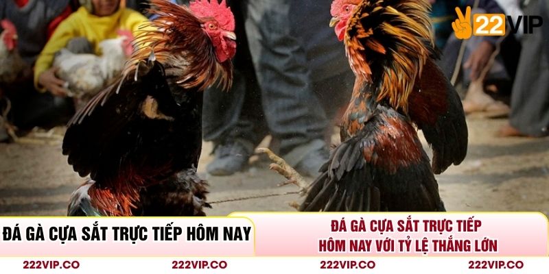 Đá Gà Cựa Sắt Trực Tiếp Hôm Nay Với Tỷ Lệ Thắng Lớn