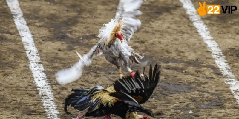 Toàn cảnh đấu trường đá gà Thomo Campuchia